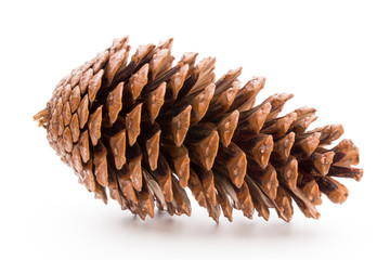 Christmas pine cone on white background.