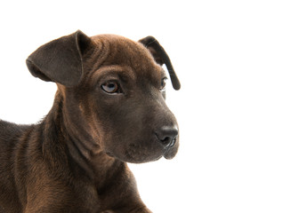 puppy terrier isolated