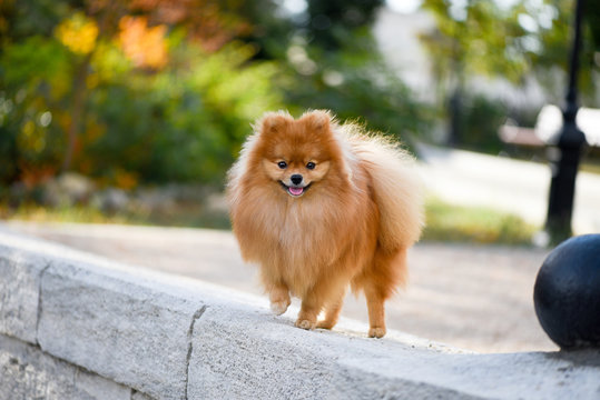Portrait of a beautiful dog, Pomeranian Spitz, walk through the autumn city.