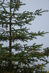 spruce