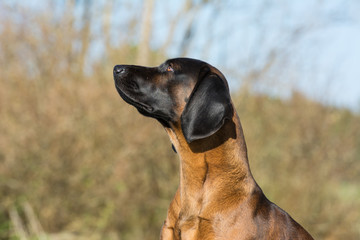 Hundeblick