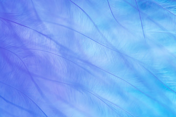 Delicate pastel colors. Feather close up. Multicolored background.