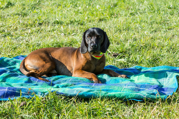 Bayerischer Gebirgsschweißhund liegt auf Decke