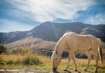 Horse grazing in mountains
