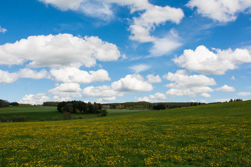 Löwenzahnwiese, blauer Himmel, Wolken