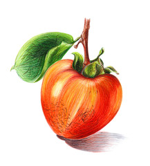 persimmon realistic watercolor pencil illustration