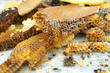 bees honeycombs, wax, close-up