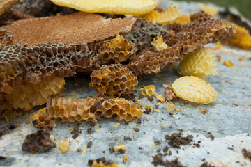 bees honeycombs, wax, close-up