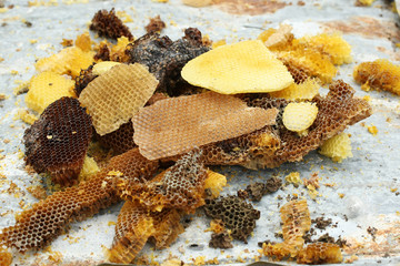 bees honeycombs, wax, close-up
