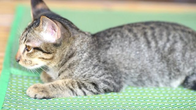 Cute cat laying down on the mat
