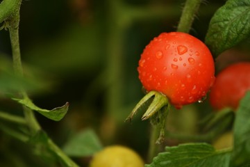 Tomate en jour de pluie
