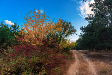 Autumn forest scenery with road and blue sky