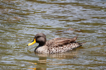Duck swimming on pond