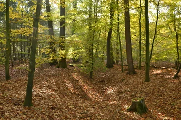 Fotobehang beuken in het herfstzonnetje op de rabatten van de Kruisbergse bossen © henkbouwers
