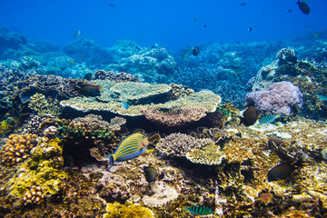 Naklejka na ściany i meble Tropical fishes on the coral reef, Indian ocean.