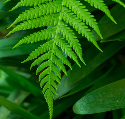 Green fern leaf