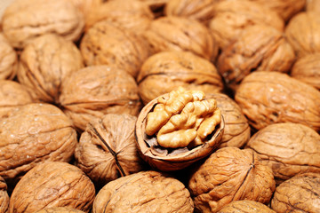 Opened walnut among closed nuts