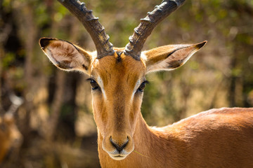 Closeup of Impala ram