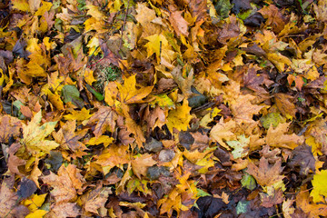 yellow autum leaves Background