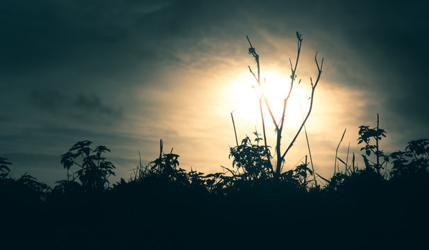 Foliage silhouetted against sunset