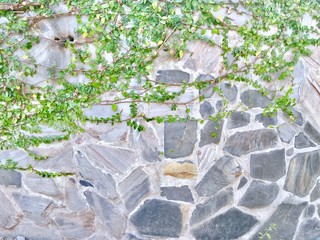 Green tiny plants in spring on stone wall background with copy space