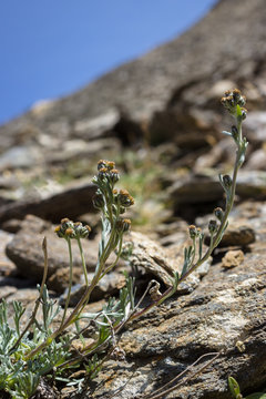Alpine wild  flower Artemisia Umbelliformis (alpine wormwood or white genep&igrave;) . This plant is the basis of the production of a tonic liquor known as Genepi. Photo taken at an altitude of 2800 meters.