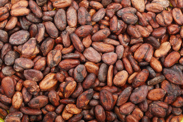 unpeeled cocoa bean as a background top view