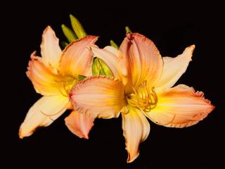 Beautiful pink yellow lily isolated on a black background