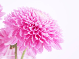 Chrysanthemum flower macro shot. Selective focus. Filtered image.