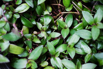 Top view of little green leafs pattern background