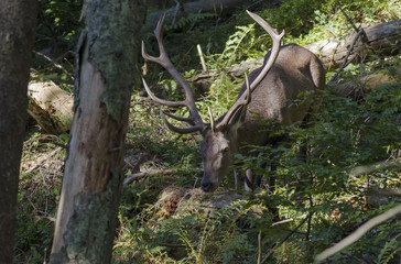 .European red deer stag roaring in a clearing in a wood during the rutting season. Red deer roaring. Red deer - Rutting season