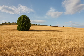Fototapeta premium Wheat flields