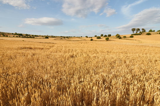 Wheat flields