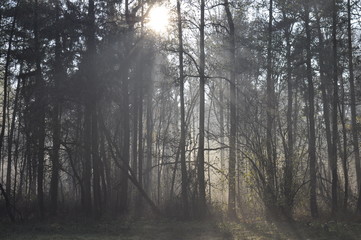Las skąpany w porannej mgle