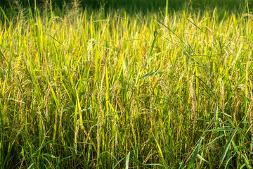 Yellow rice or Golden rice  in the field.