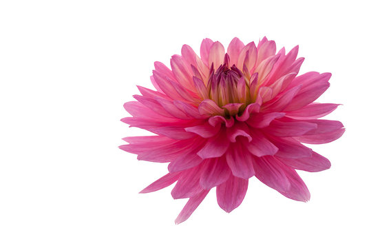 Pink dahlia flower. Pink dahlia flower isolated on a white background.