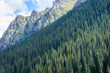 Fototapeta premium Spruce forest