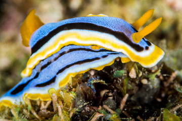 nudibranch chromodoris annae Bergh