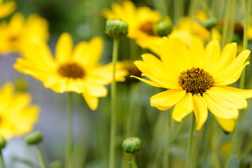 yellow flowers on background of green grass