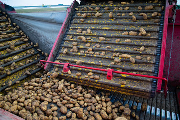 Harvesting potatoes from the field with a combine