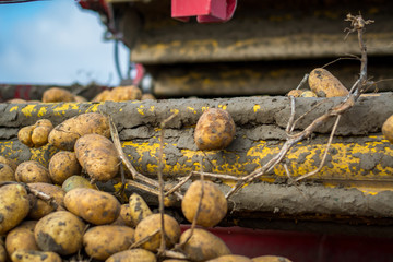 Harvesting potatoes from the field with a combine
