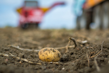Harvesting potatoes from the field with a combine