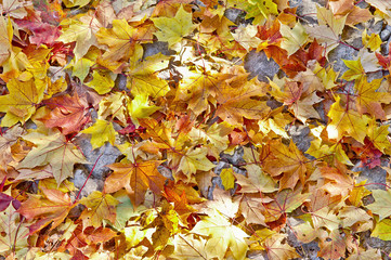 Colorful autumn leafs