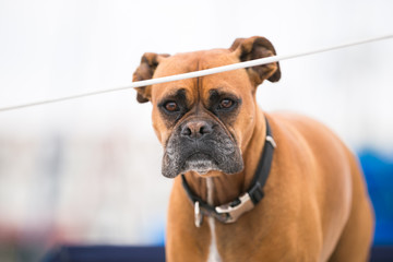 Boxer brown dog on sailboat. Nautical. Pet 