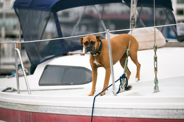 Boxer brown dog on sailboat. Nautical. Pet 