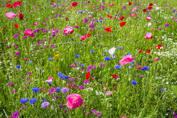 Colorful flowers in the green meadow