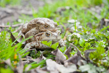 Copulating toads