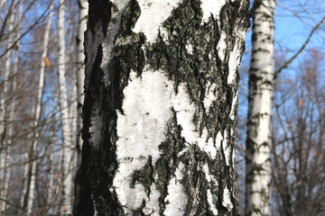 Fototapeta premium Trunks of birch trees in forest / birches in sunlight in spring / birch trees in bright sunshine / birch trees with white bark / beautiful landscape with white birches