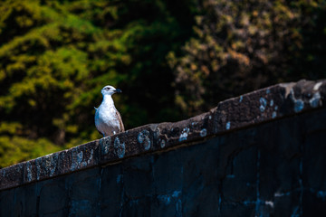 a beautiful seagull sits on a parapet