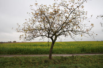Baum im Herbst - November